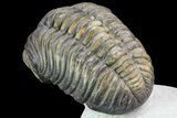 Pedinopariops Trilobite - Beautiful Shell Coloration #71282-6
